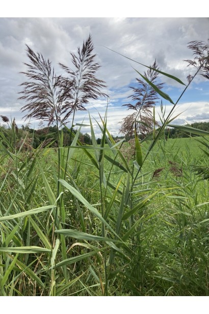 Очерет польовий квіти